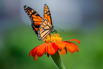 The monarch butterfly or simply monarch is a milkweed butterfly in the family Nymphalidae