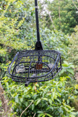 White rumped shama bird in a cage. This bird will be put into this cage and attract others to come to the cage.