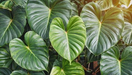 heart shaped dark green leaves of philodendron lemerald greenr tropical foliage plant bush - obrazy, fototapety, plakaty