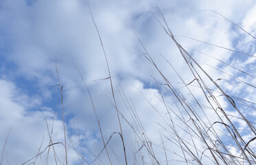 Low angle view of wild dried grass reaching to the winter sky. Concept of resilience, hope and positivity.