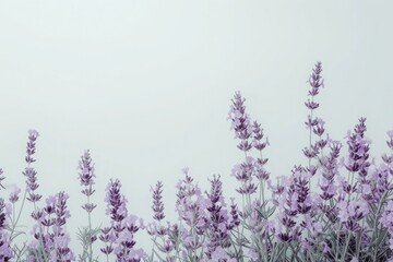 A minimalist depiction of delicate purple lavender flowers against a soft, muted background, evoking a serene and tranquil atmosphere.