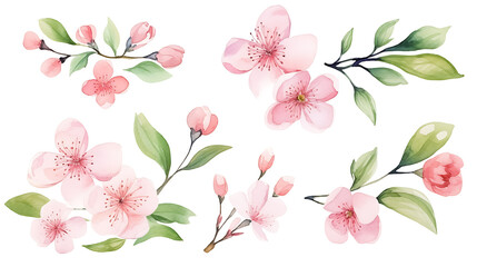 Watercolor cherry blossom flower blooming collection set . Pink sakura flower on white background © Chelebi