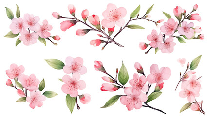 Watercolor cherry blossom flower blooming collection set . Pink sakura flower on white background