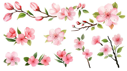 Watercolor set of cherry blossom, almond, sakura elements illustration on white background. Spring pink flowers and leaves.
