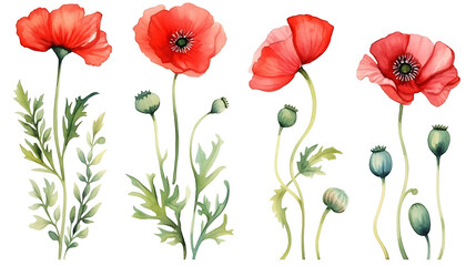 Red poppy flower watercolor illustration isolated on white background.  Green buds and leaves. Floral design for decor or holiday wedding greetings cards template - obrazy, fototapety, plakaty