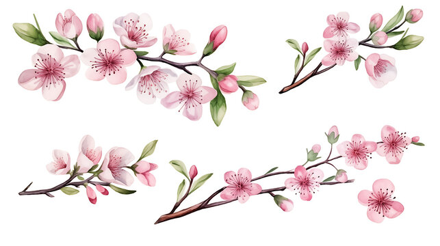 Watercolor set of cherry blossom, almond, sakura elements illustration on white background. Spring pink flowers and leaves.