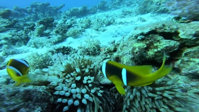 Clownfish with sea anemone underwater near Marsa Alam in Egypt, Red Sea
