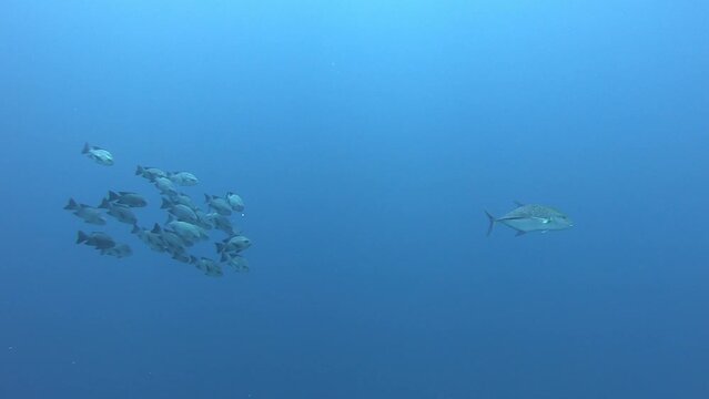 School of  fish and trevally underwater near Brothers Island in Egypt, Red Sea