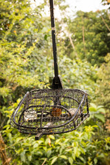 White rumped shama bird in a cage. This bird will be put into this cage and attract others to come to the cage.