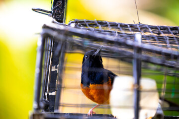 White rumped shama bird in a cage. This bird will be put into this cage and attract others to come to the cage.
