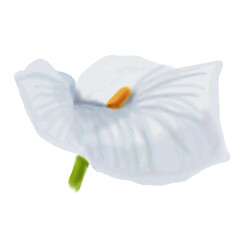 Watercolor illustration of a flowering plant Calla , hand-drawn on a white background, illustration of Zantedeschia, for wedding design and decor, medicinal plant, white tropical flowers.