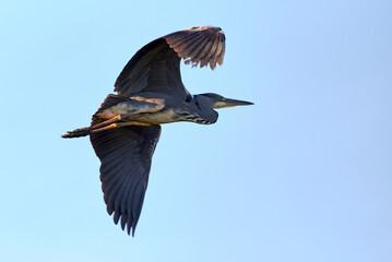 Grey heron bird in flight (Ardea cinerea)