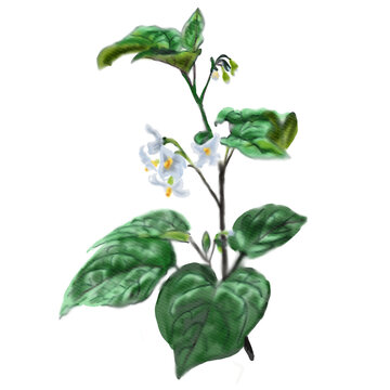 Botanical watercolor illustration of Solanum nigrum, hand drawn of European black nightshade on a white background, a medicinal plant used in folk medicine and homeopathy.