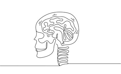 Head. Injury. Scull. Brain. Concussion