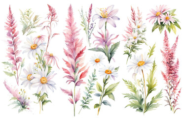 Set watercolor wild flowers, leaves and grass. Collection botanic garden elements. Illustration in vintage style
