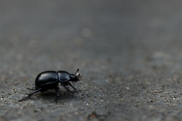  schwarzer Käfer auf Weg
