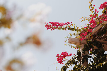 Bright pink bougainvillea climbs a wooden pergola on Koufonisi island. The vibrant flowers stand out against the clear blue sky, capturing the essence of the Cycladic summer.