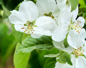 Closeup of apple tree blossoms.