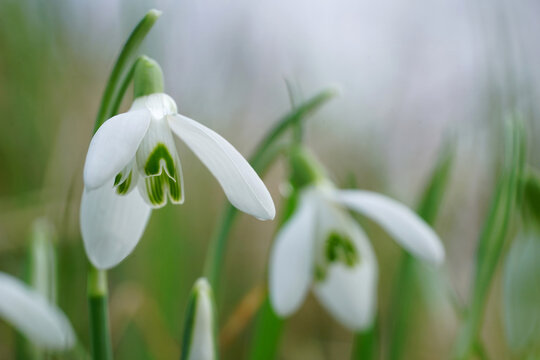 Closeup on the white early flowering springtime common snowdrop, Galanthus nivalis wildflower