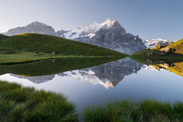 Wetterhorn im Hornseewli, Grosse Scheideck, Grindelwald, Berner Oberland, Schweiz