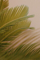 Palm leaves in Chania, Crete, against a soft pastel wall. The natural green contrasts beautifully with the muted tones of the background, creating a calm atmosphere.