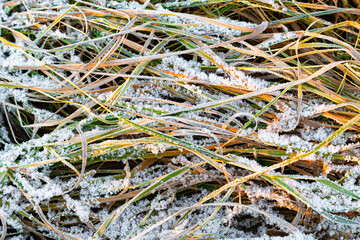 autumn grass covered with the first snow