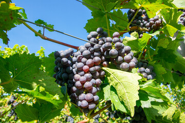 Large bunches of red wine grapes in vineyard.