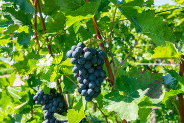Large bunches of red wine grapes in vineyard.