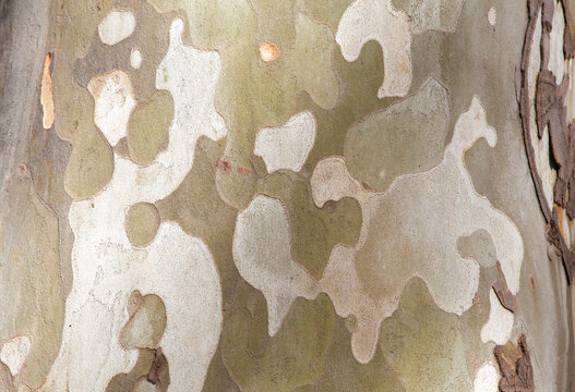 Bark peeling off in irregular scaly plates of platanus x hispanica