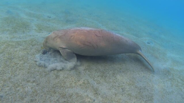 Dugong feeding sea grass underwater. Sea cow