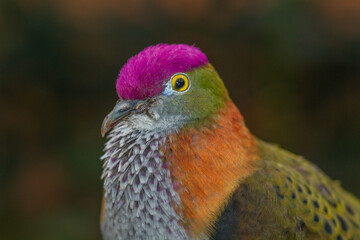 close up of a rainbow lorikeet