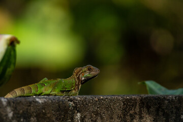 Lizard perching on the stone wall beside fresh produce