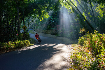 Morning Ride Through a Sunlit Forested Road with Rays Peeking Through
