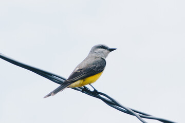 pajaro amarillo
