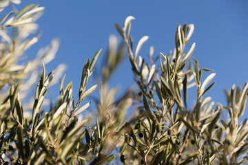 olive tree in Serifos, Cyclades, Greece