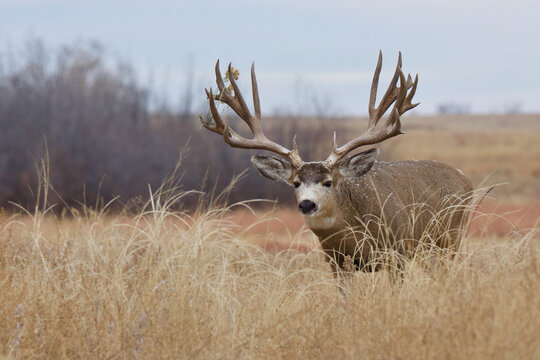 Mule Deer buck with the remains of some rabbit brush caught up in his huge antlers and on his back ... the brush got on him while "rubbing" a shrub with his  antlers, a common rutting activity