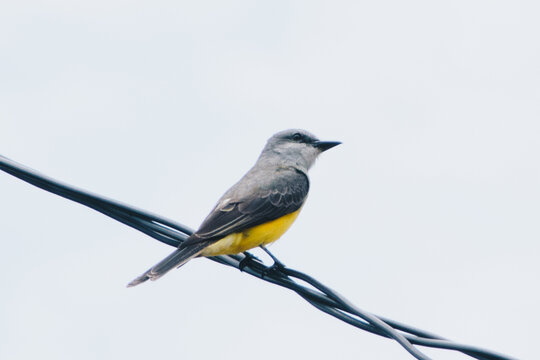 pajaro amarillo