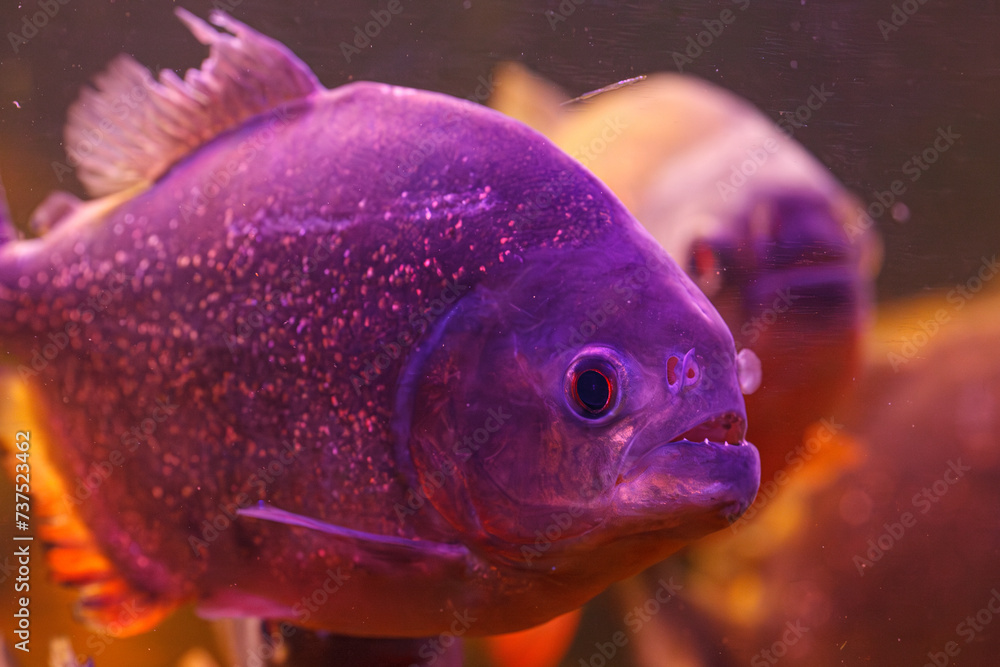 Poster underwater photography of fish Pygocentrus nattereri