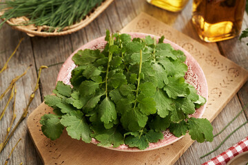 Fresh tetterwort or greater celandine leaves - ingredient for herbal tincture - obrazy, fototapety, plakaty
