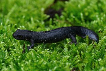 Closeup on a dark colored male European alpine newt, Ichthyosaura alpestris sitting on green moss