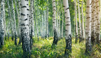 Badkamer foto achterwand white birch trees in the forest © Makayla