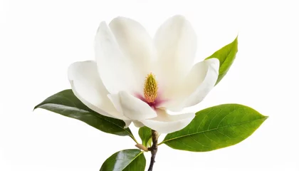 Fototapeten tender white magnolia grandiflora flower isolated © Makayla