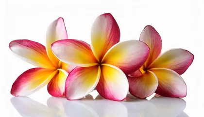 Foto auf Acrylglas tropical flowers frangipani plumeria isolated on white backgro © Sawyer