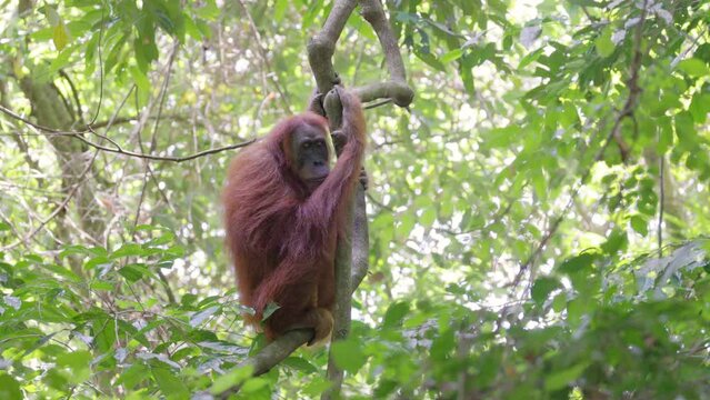 a melancholy looking female orangutan holds onto vines in the rainforest of gunung leuser national park on sumatra, indonesia