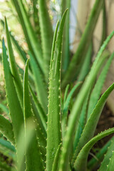 Fototapeta premium aloe vera in garden being cut