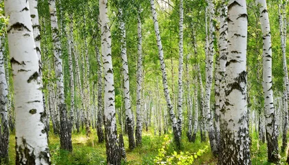 Fotobehang white birch trees in the forest © Makayla