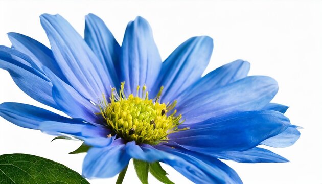 blue flower isolated on white background png with transparency
