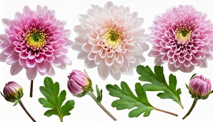 set collection of delicate pink chrysanthemum flowers buds and leaves isolated over a transparent background cut out floral garden or seasonal summer design elements top view flat lay - obrazy, fototapety, plakaty