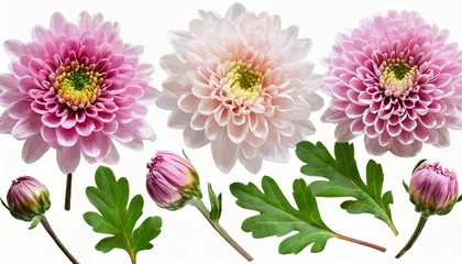Poster Im Rahmen set collection of delicate pink chrysanthemum flowers buds and leaves isolated over a transparent background cut out floral garden or seasonal summer design elements top view flat lay © Sawyer