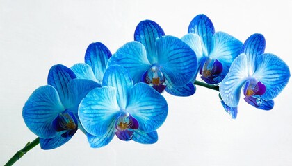 blue orchid flower isolated on white background